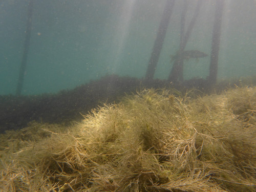 Water; Publicdomain; Cc0; Freeimage;.jpg