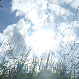 Skies Sun Bright Publicdomain (57)