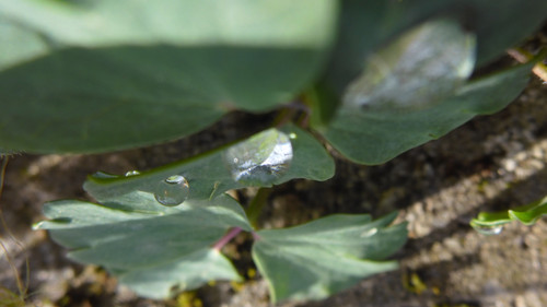 Waters Droplets Drops Wet Publicdomain (36).jpg