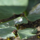 Waters Droplets Drops Wet Publicdomain (36)