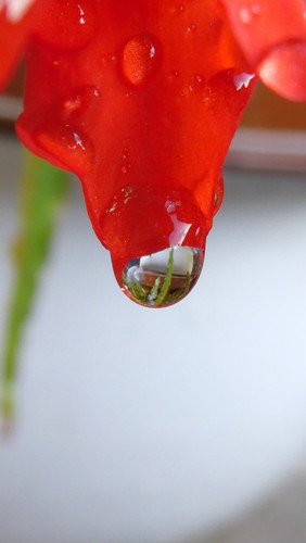 Waters Droplets Drops Wet Publicdomain (43).jpg