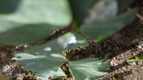 Waters Droplets Drops Wet Publicdomain (35).jpg