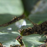 Waters Droplets Drops Wet Publicdomain (35)