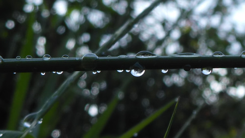 Waters Droplets Drops Wet Publicdomain (49).jpg