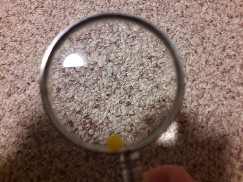 Lens; Publicdomain; Cc0; Freeimage;.jpg