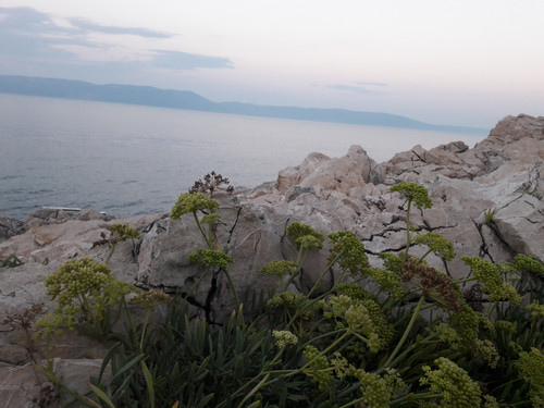 Shore; Publicdomain; Cc0; Freeimage;.jpg