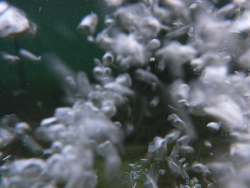 Waters Bubbles Publicdomain (34).jpg