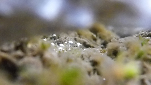 Waters Bubbles Publicdomain (37).jpg