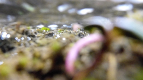 Waters Bubbles Publicdomain (42).jpg