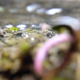 Waters Bubbles Publicdomain (42)