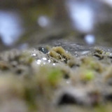 Waters Bubbles Publicdomain (38)
