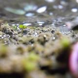 Waters Bubbles Publicdomain (41)