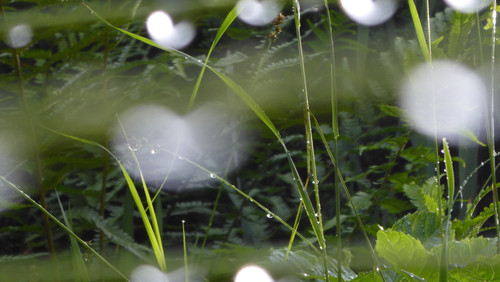 Waters Droplets Drops Wet Publicdomain (59).jpg