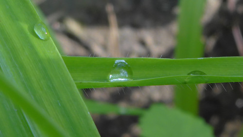 Waters Droplets Drops Wet Publicdomain (69).jpg