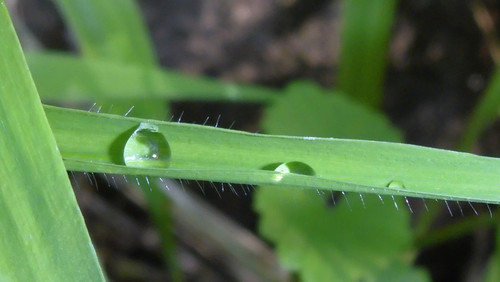 Waters Droplets Drops Wet Publicdomain (70).jpg