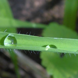 Waters Droplets Drops Wet Publicdomain (70)