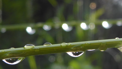 Waters Droplets Drops Wet Publicdomain (57).jpg