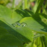 Waters Droplets Drops Wet Publicdomain (67)