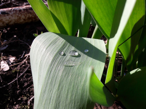 Droplets On Leafs.jpg