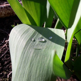 Droplets On Leafs
