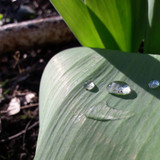 Droplets On Leafs