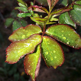 Typical Nature