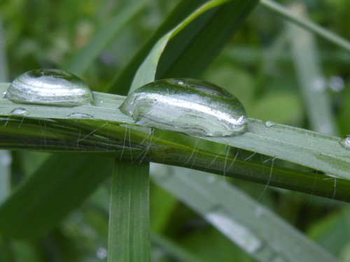 Waters Droplets Drops Wet Publicdomain (17).jpg