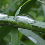 Waters Droplets Drops Wet Publicdomain (17)