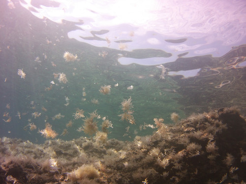 Sea; Publicdomain; Cc0; Freeimage;.jpg