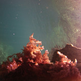 Sea; Publicdomain; Cc0; Freeimage;