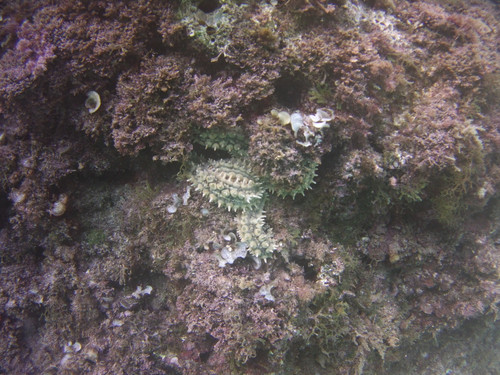 Sea; Publicdomain; Cc0; Freeimage;.jpg