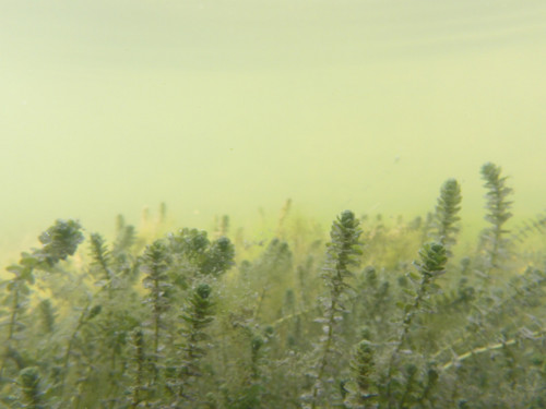 Water; Publicdomain; Cc0; Freeimage;.jpg