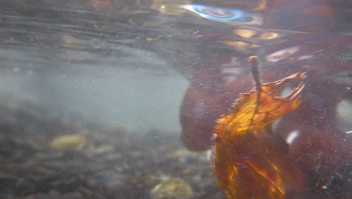 Water; Publicdomain; Cc0; Freeimage;.jpg