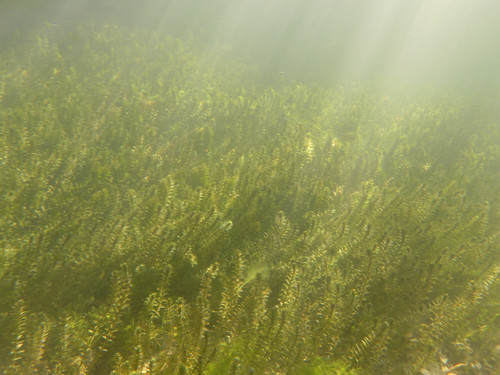 Water; Publicdomain; Cc0; Freeimage;.jpg