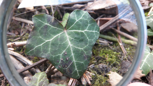 Lens; Publicdomain; Cc0; Freeimage;.jpg