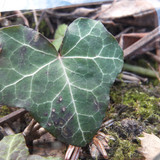 Lens; Publicdomain; Cc0; Freeimage;