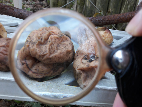 Lens; Publicdomain; Cc0; Freeimage;.jpg