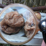 Lens; Publicdomain; Cc0; Freeimage;