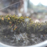 Lens; Publicdomain; Cc0; Freeimage;