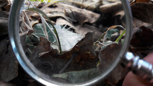 Lens; Publicdomain; Cc0; Freeimage;.jpg