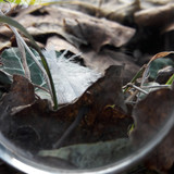 Lens; Publicdomain; Cc0; Freeimage;