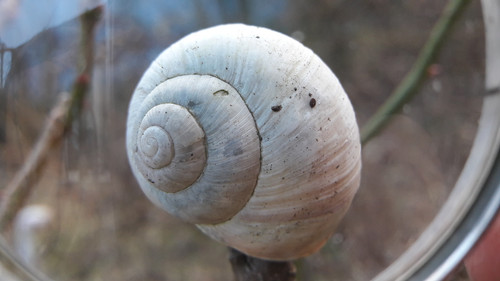 Lens; Publicdomain; Cc0; Freeimage;.jpg