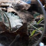 Lens; Publicdomain; Cc0; Freeimage;