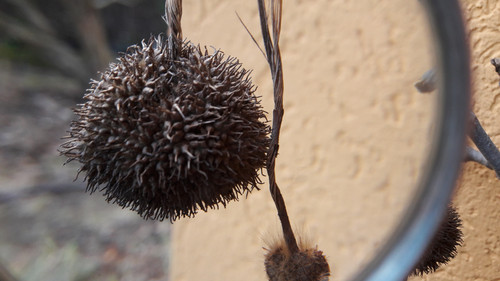 Lens; Publicdomain; Cc0; Freeimage;.jpg