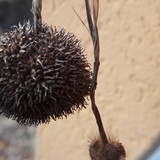 Lens; Publicdomain; Cc0; Freeimage;