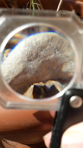 Lens; Publicdomain; Cc0; Freeimage;.jpg