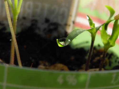 Waters Droplets Drops Wet Publicdomain (23).jpg