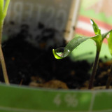 Waters Droplets Drops Wet Publicdomain (23)