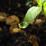 Waters Droplets Drops Wet Publicdomain (24)