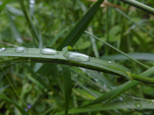 Waters Droplets Drops Wet Publicdomain (16).jpg